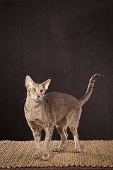 Image showing Short haired cat 