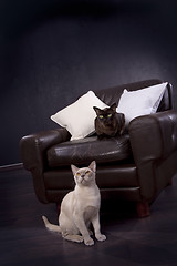 Image showing Black and white cats