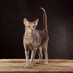 Image showing brown cat standing