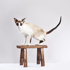 Image showing Cat on the small chair