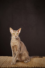 Image showing Short haired cat 