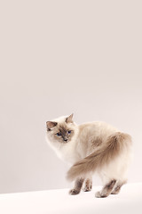 Image showing Long haired cat (ragdoll)