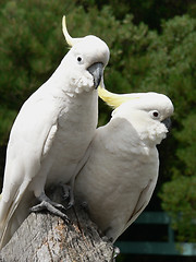 Image showing Cockatoos