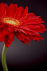 Image showing red gerbera