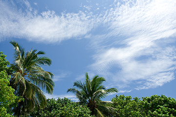 Image showing Tropical sky