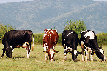 Image showing group of cows grazing