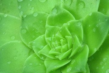 Image showing Green Aeonium  with a drops water. Background