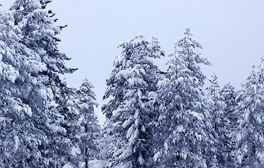 Image showing Snow covered tree