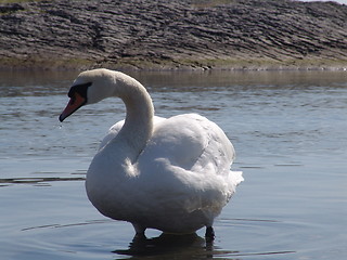 Image showing Swan