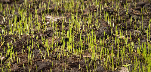 Image showing sprouts