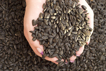 Image showing sunflower seeds in hands