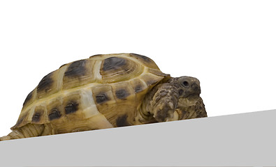 Image showing terrapin