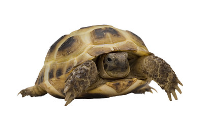 Image showing tortoise