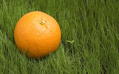 Image showing an orange on grass