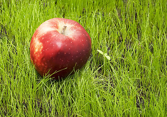 Image showing apple on green grass