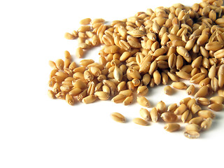 Image showing Wheat