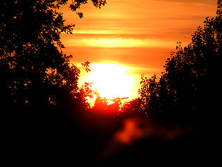 Image showing A lovely sunset behind the trees