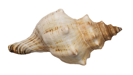 Image showing conch