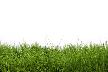 Image showing dark green grass