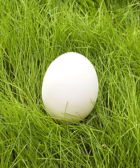 Image showing egg in grass