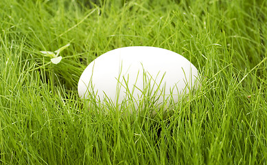 Image showing egg in green grass