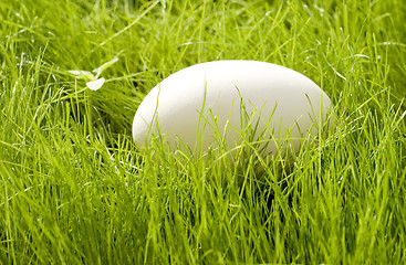 Image showing egg on grass