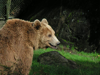 Image showing Bear