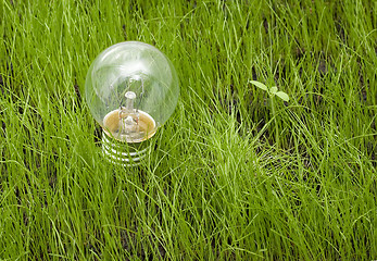 Image showing light bulb on grass