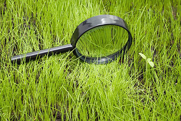 Image showing magnifying glass on grass