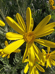 Image showing yellow daisy