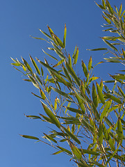 Image showing bamboo branches