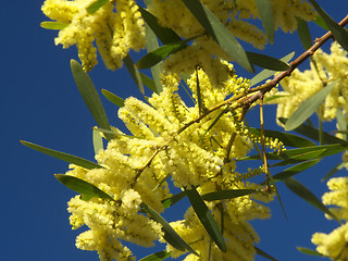 Image showing flowered mimosa branches