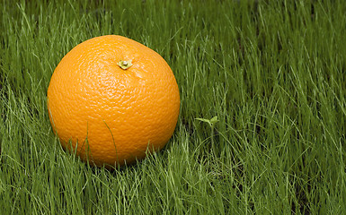 Image showing orange on grass