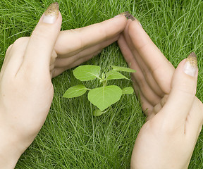 Image showing plant in grass