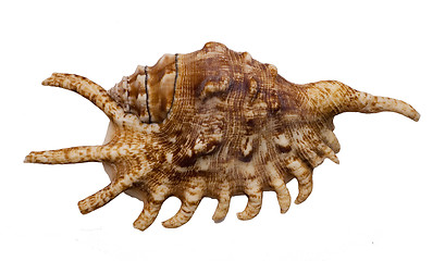 Image showing shell