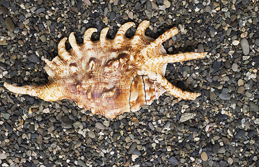 Image showing shell on the beach