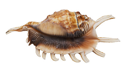 Image showing shell on white