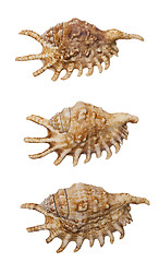 Image showing shells