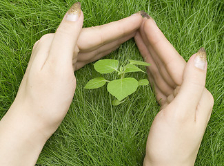 Image showing small plant in grass