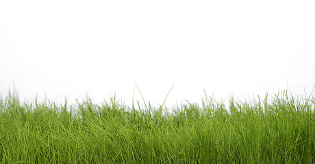 Image showing spring green grass