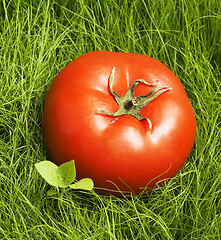 Image showing tomato in grass