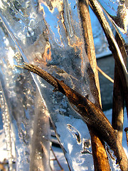Image showing Ice and plants