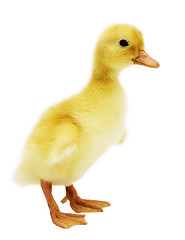 Image showing duckling