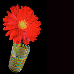 Image showing red gerbera flower