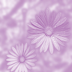 Image showing flowers background