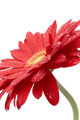 Image showing red gerbera