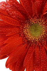 Image showing red gerbera