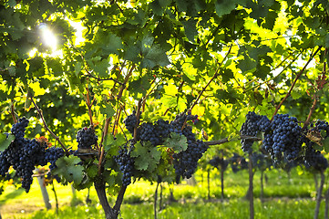 Image showing Purple grapes