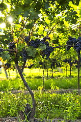 Image showing Purple grapes