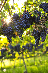 Image showing Purple grapes
